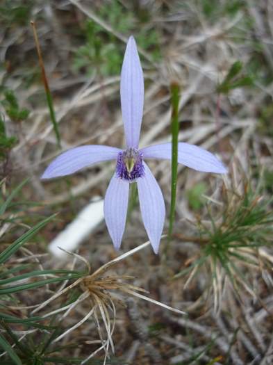 Cyanicula - orchid_blue.jpg